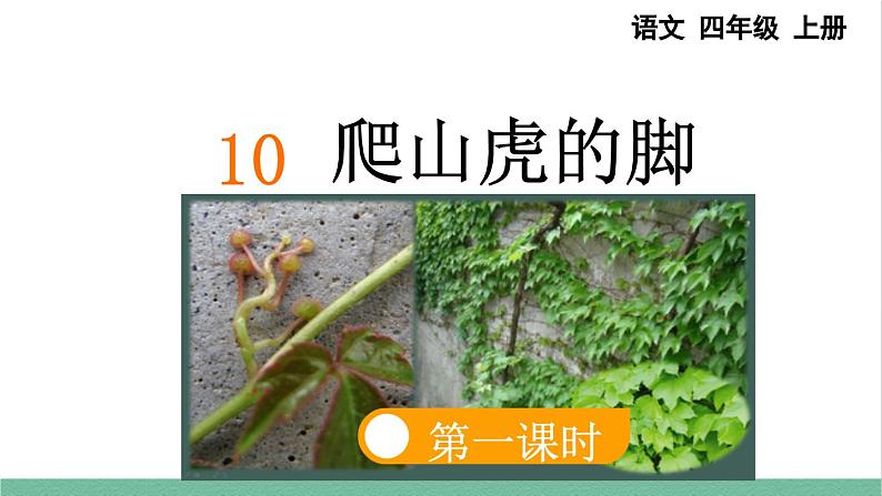 部编版小学语文四年级上册10 爬山虎的脚课件+教案03