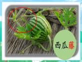 【新課標(biāo)-核心素養(yǎng)】部編版語(yǔ)文二上 14《我要的是葫蘆》課件+教案+音視頻素材+課文朗讀