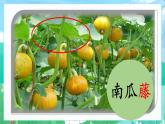 【新課標(biāo)-核心素養(yǎng)】部編版語(yǔ)文二上 14《我要的是葫蘆》課件+教案+音視頻素材+課文朗讀
