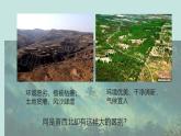 部編版小學語文6上 第六單元20.青山不老 課件+教案