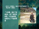 部編版小學語文6上 第六單元20.青山不老 課件+教案