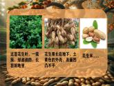 部编版语文五年级上册第二课 落花生第一课时课件
