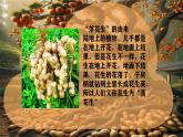 部编版语文五年级上册第二课 落花生第一课时课件