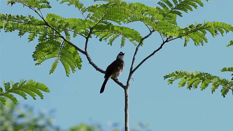 【任务型教学】统编版语文三上 21《大自然的声音》课件+教案+音视频素材02