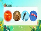 部编版五年级语文上册习作《介绍一种事物》优质课件