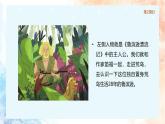 统编版语文六年级下册2单元《鲁滨逊漂流记》课件2课时（含课后作业、视频）+教案（含教学反思）+说课稿+字体