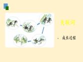 统编版语文二年级上册口语交际：有趣的动物 课件