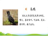 統(tǒng)編版語文一上 9《烏鴉喝水》課件PPT+音視頻素材