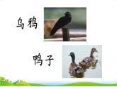 統(tǒng)編版語文一上 9《烏鴉喝水》課件PPT+音視頻素材