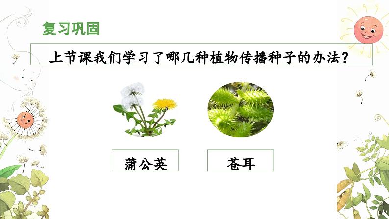 《植物妈妈有办法》 课件（第二课时）第5页