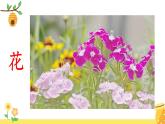 《花的学校》教学课件2