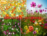 《花的学校》精品课件（第一课时）