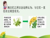 《一个豆荚里的五粒豆》优质课件（第二课时）