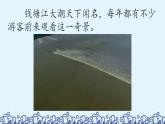 《观潮》优质课件（第一课时）