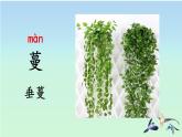 4 珍珠鳥 課件 小學(xué)語文統(tǒng)編版2024五年級上冊