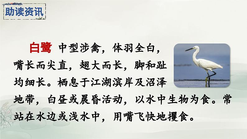 《白鹭》精品课件（第一课时）第6页