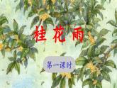 《桂花雨》 课件（第一课时）