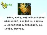 《桂花雨》 课件（第一课时）