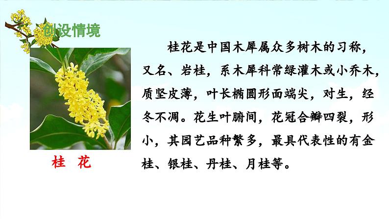 《桂花雨》 课件（第一课时）第4页