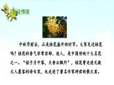 《桂花雨》 课件（第一课时）