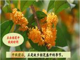 《桂花雨》教学课件（第二课时）