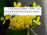 《桂花雨》教学课件（第一课时）