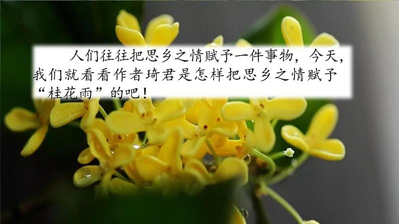 《桂花雨》教学课件（第一课时）第1页