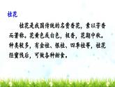 《桂花雨》教学课件（第一课时）