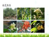 《桂花雨》教学课件（第一课时）