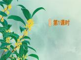 《桂花雨》精品课件（第一课时）