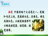 《桂花雨》精品课件（第一课时）