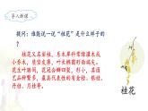 《桂花雨》名师课件（第一课时）
