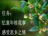 《桂花雨》新课标课件（第一课时）
