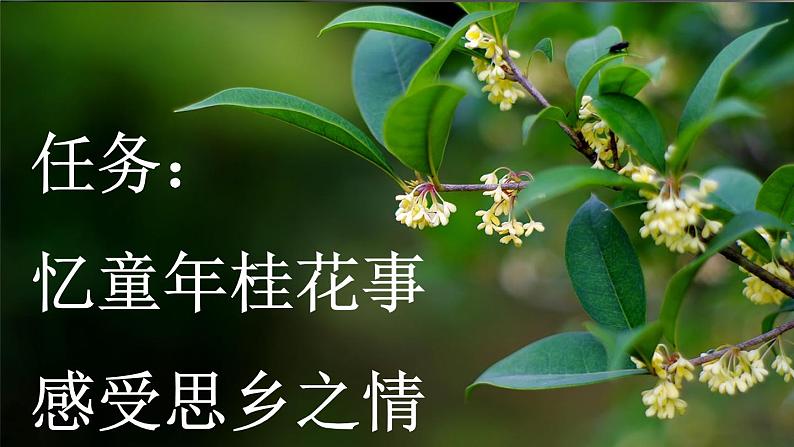 《桂花雨》新课标课件（第一课时）02