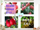 《落花生》教学课件1（第二课时）