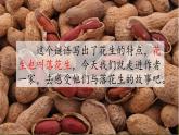 《落花生》教学课件2（第一课时）