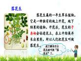 《落花生》教学课件2（第一课时）