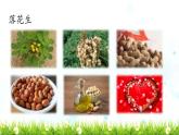 《落花生》教学课件2（第一课时）