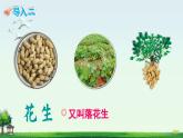 《落花生》精品课件（第一课时）