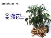 《落花生》名师精品课件