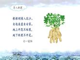 《落花生》名师课件（第一课时）