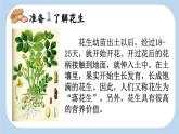 《落花生》新课标课件（第一课时）
