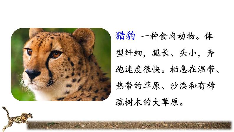 《什么比猎豹的速度更快》教学课件（第一课时）第3页