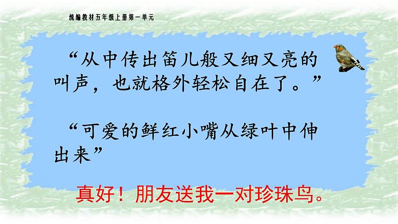 《珍珠鸟》名师精品课件第3页