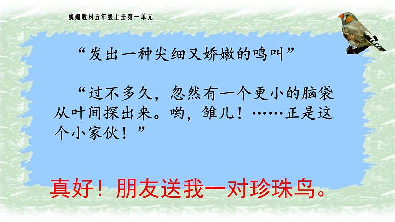 《珍珠鸟》名师精品课件第5页