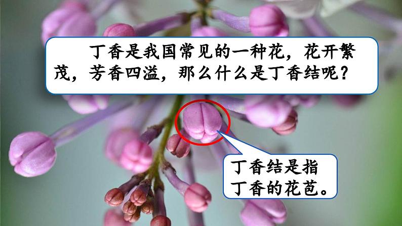 《丁香结》优质课件（第一课时）第2页