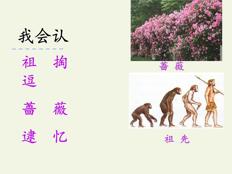 部编版（五四制）语文二年级下册 23 祖先的摇篮（课件）08