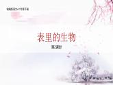 統(tǒng)編版語(yǔ)文六年級(jí)下冊(cè)5單元《表里的生物》課件2課時(shí)（含課后練習(xí)）+教案（含教學(xué)反思）+說(shuō)課稿+字體