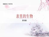 统编版语文六年级下册5单元《表里的生物》课件1课时+教案+视频+字体