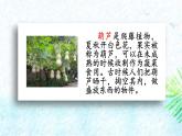 人教版语文二上《我要的是葫芦》 第1课时PPT